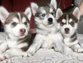 Продам собаку сибирская хаски в Санкт-Петербурге, Прекрасные красотки в поиске своих