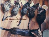 Продам бенгальская, самка в Королёве, тся клубные, породистые бенгальские котята с