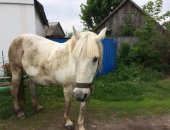 Продам лошадь в селе Смотрова буда, рабочую, спокойная, выполняет все виды работ, Возраст