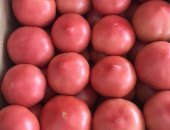 Продам овощи в Станице Динской, Помидор розовый оптом Сбор уже идёт, Цену уточняйте в в