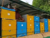 Продам мёд в Городское Округе Сочи, акации! Так же есть каштан 2017 года, Каштан собран в