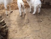 Продам козу в Воткинске, Коза, козочек, Одна подросток и одна 2 месяца и козлик комолый с