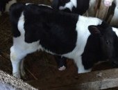 Продам корову в селе Асекеево, Здравствуйте, У меня есть 25-27 телят, бычков