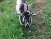 Продам козу в Посёлоке Тоншалове, Возраст 2, 5 года, Возможен обмен, Также в продаже