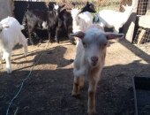 Продам козу в Омске, козлята зааенские козочки 2месяца от2000р козлик помесь зааенецчех