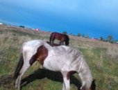Продам лошадь в селе Белозерское, Пегая красотка, по причине: нужны срочно деньги