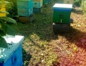 Продам мёд в Городское Округе Стерлитамаке, Цветочный цветочный пасека находится 27км