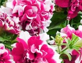 Продам комнатное растение в Надыме, Цветы для клумб, рассаду цветов для клумб и вазонов