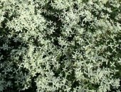 Продам комнатное растение в Кемерове, Клематис сибирский белый 2х летка, высотой до 2,