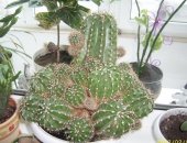 Продам комнатное растение в Краснодаре, Кактус -17 лет, кактус "Эхинопсис" - 17 лет