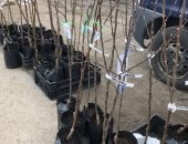Продам комнатное растение в Санкт-Петербурге, саженцы кустов деревьев Яблони: летние