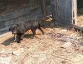 Продам собаку лабрадор, самец в Хабаровске, Взрослый кобель, в связи с переездом