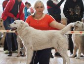 Продам собаку среднеазиатская овчарка, самка в Твери, В продаже девочка сао - сурдан