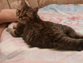 Продам британская, самец в Ишимбае, Котик, Отдадим в хорошие руки, К лотку приучен