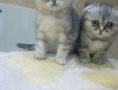 Продам шотландская, самец в Каменске-Уральском, Шотландские котята девочки и мальчик