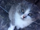 Продам кошку, самец в Цимлянске, чудного котёнка, девочку, возрастом 1, 5 месяца