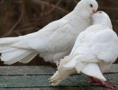 Продам птицу в Берёзовском, Свадебные голуби, Цена указана за пару