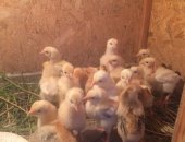 Продам с/х птицу в Кургане, Цыплята-несушки, семи дневные