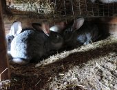 Продам заяца в Нижнем Тагиле, Кролики, Возраст 6 месяца, Крепкие, здоровые, Есть 2 самца
