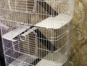 Продам в селе Высокое, Клетка трёхсекционная с откидными дверцами, модель серии Kredo
