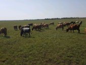 Продам корову в селе Михайловское, стадо дойных 19 голов, основная масса симентальской