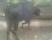 Продам в селе Алхан-Кала, Корова, срочно корову очень хороший даёт молока 6-7 литров