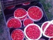 Продам ягоды в Брянске, Уже скоро сезон лесных ягод будет открыт, Вам нужна лесная ягода