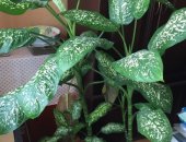 Продам комнатное растение в Саранске, Диффенбахия, Растения для офиса 1, 5м-высота