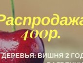 Продам комнатное растение в Москве, Вишня 2 года дерево, Деревья: вишня 2 года по 400