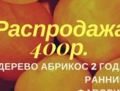 Продам комнатное растение в Москве, Абрикос 2 года по 400 руб, сорта: Ранний Фаворит