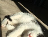 Продам кошку, самка в Челябинске, Котёнок, Девочка 3 месяца, в лоток ходит глистов блох