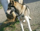 Продам собаку лайка, самка в Краснодаре, только в надёжные руки западно сибирскую лайку