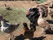 Продам с/х птицу в Рабочом Посёлоке Куньи, семью индюшек, 2 индюшки и индюк, 2 года, Все