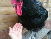Продам яица в Станице Тбилисской, Инкубационное яйцо Джерсов75 руб, за шт, в день собираю