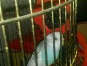 Продам птицу в Саратове, Попугай девочка с клеткой