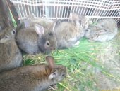 Продам заяца в Саратове, Кролики маленькие