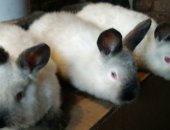 Продам заяца в Краснодаре, Калифорнийцы, половозрелых самок, Также есть в наличии