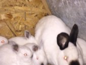 Продам заяца в Новокузнецке, Самчики 2, 5 месяца Самочки рожденые 10 февраля 27 мая