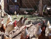 Продам мясо в Дзержинском, Предлагаю настоящие деревенские куриные яйца от собственной