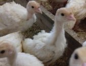 Продам с/х птицу в Тюмени, Индюшата возраст 1 месяц цена 400 р порода Белые Широкогрудые