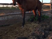 Продам лошадь в Черкесске, Жеребец 2 года, Цвет- темно-гнедой, Не обучен, Мать врожденная