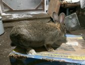 Продам заяца в Петровске, тся самки кролика на племя, Цвет: белый, черный, серый