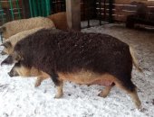 Продам свинью в Ясногорске, Как уже упоминалось, основным отличительным признаком
