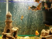Продам рыбки, В аквариуме на 30 литров живут: сомик анциструс - 1шт, сомята анциструсята