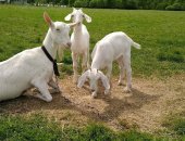 Продам козу, 2-х зааненских коз, одна чистопородных с родословной, Вторая на