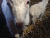 Продам козу, козочку пять месяцев молочная Заинской породы Также есть козочка до года