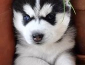 Продам собаку сибирская хаски в Москве, Чистокровный окрас глаз голубой и карий с