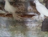 Продам птицу в Будённовске, Голуби от 500р
