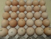 Продам яица в Чистополе, инкубационное яйцо на 13 июня - КОБ 500 чешского бройлера -35