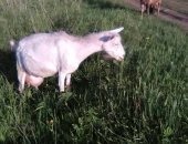 Продам козу в Киселевске, Козы 2 шт, очень хорошие, Молока от 3 до 3, 5 литров в день